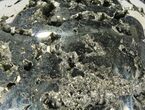 Polished Pyrite Skull With Pyritohedral Crystals #96326-1